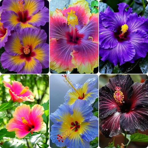 BuggyBeds hibiscus seeds in mixed colors for a vibrant garden display.