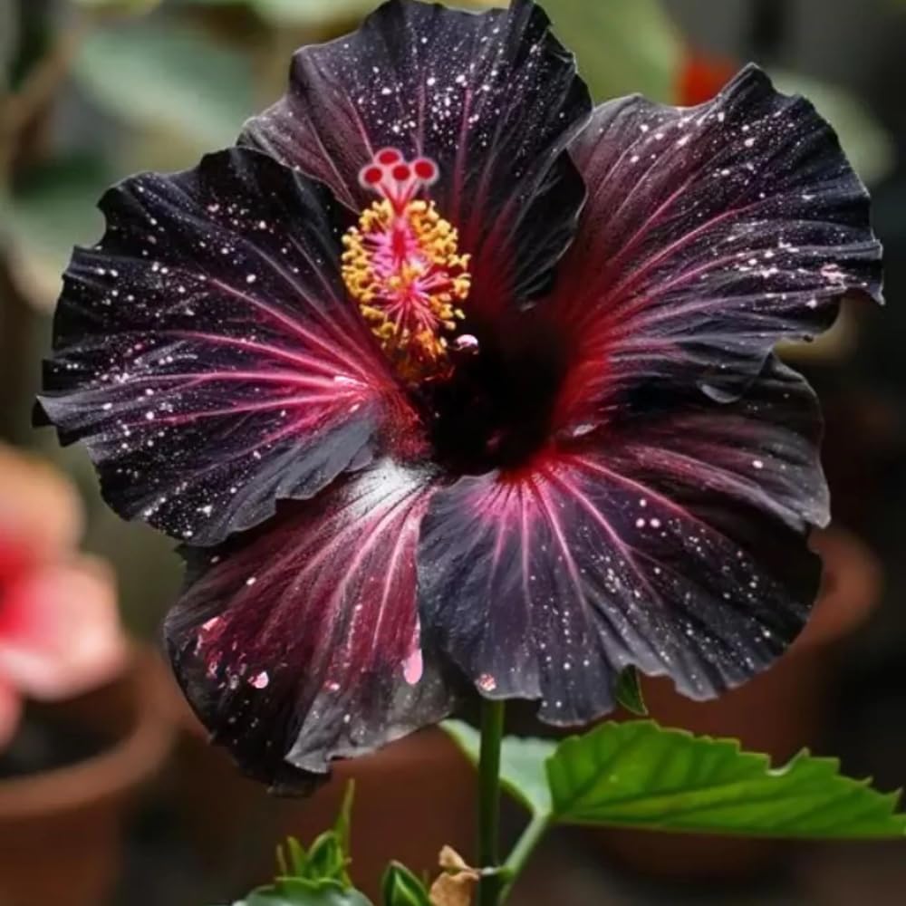 BuggyBeds hibiscus seeds offer easy-growing options for outdoor decor.