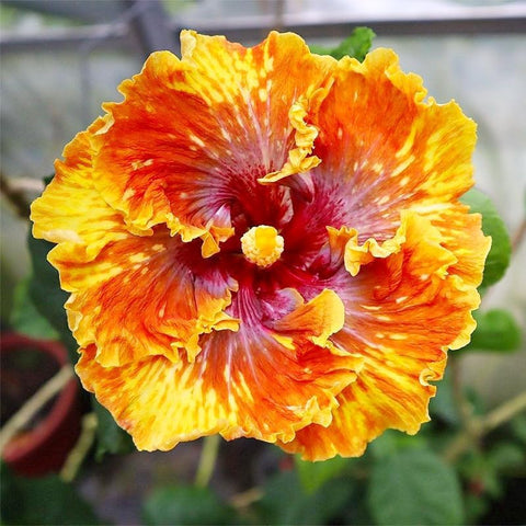 BuggyBeds hibiscus seeds attract pollinators with tropical-looking blooms.