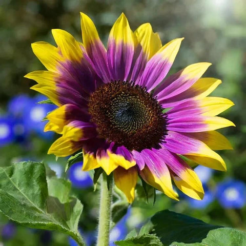 BuggyBeds high germination sunflowers deliver quick, easy color for new gardeners.