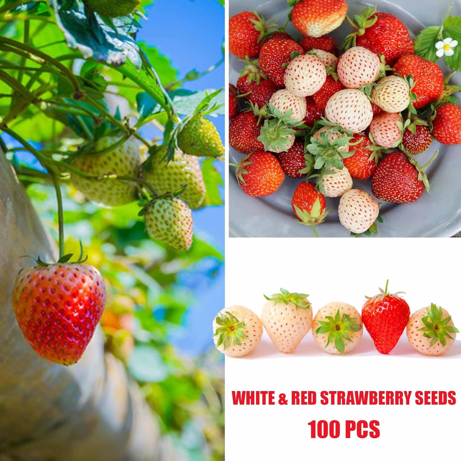BuggyBeds home-garden-setup-berries close-up, beginner-friendly planting example.