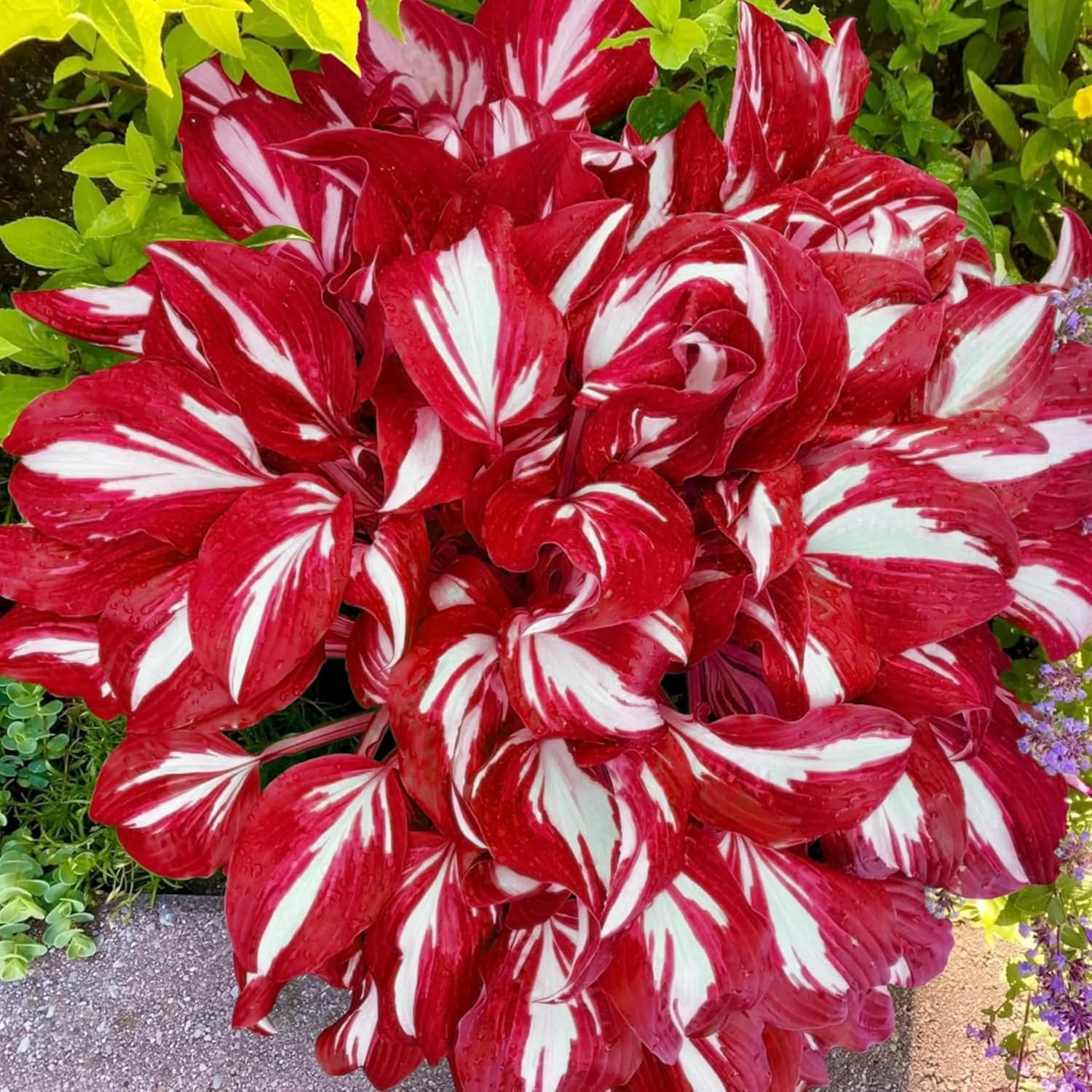 BuggyBeds Hosta for borders and container planting, adding ornamental foliage.