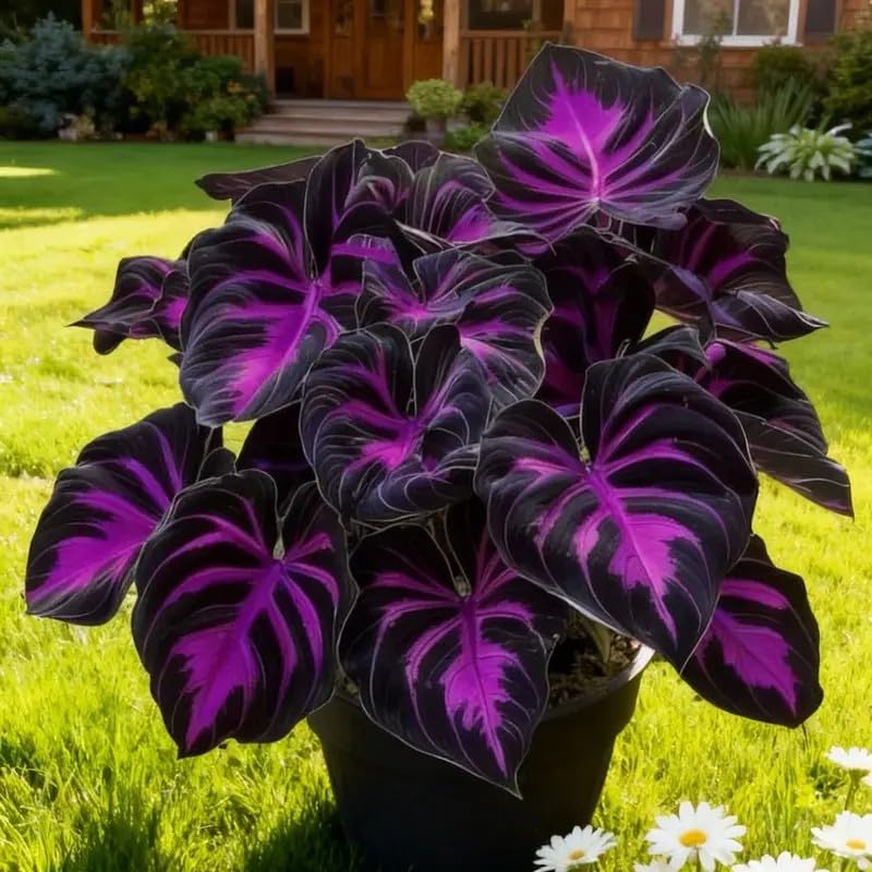 BuggyBeds Hosta border edge planting enhances pathways with durable foliage.