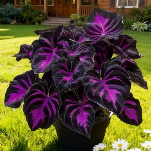 BuggyBeds Hosta border edge planting enhances pathways with durable foliage.