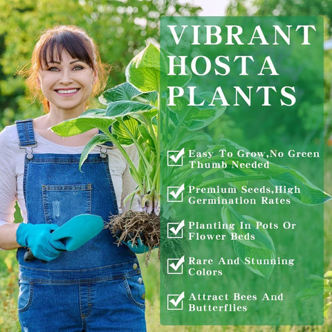 BuggyBeds Hosta Seeds offer border-ready color variety for easy garden edging