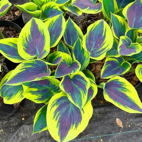 BuggyBeds Hosta container display for easy planter arrangements.