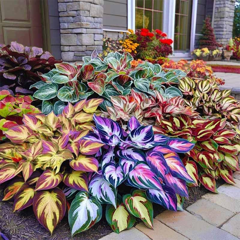 BuggyBeds Hosta thriving in a container for versatile shade styling.