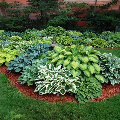 BuggyBeds Hosta green foliage for elegant border displays.