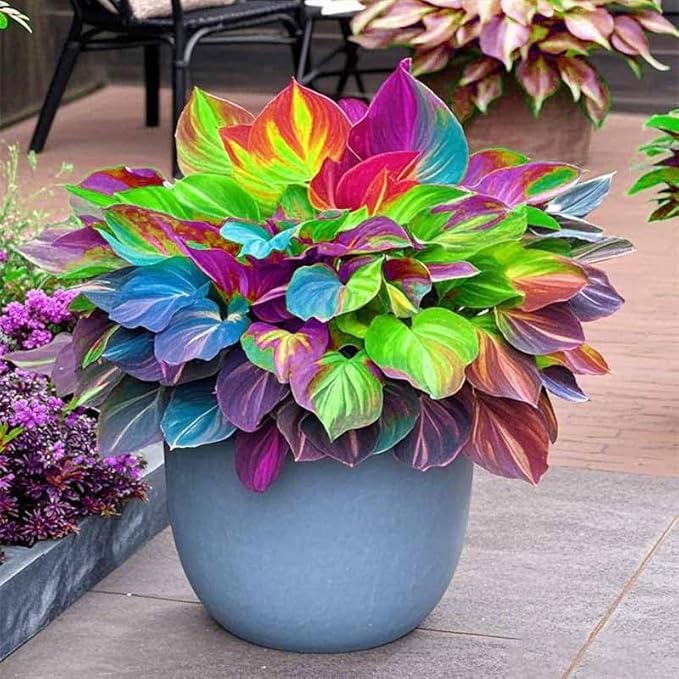 BuggyBeds Hosta leaf patterns add color and texture to shade displays.