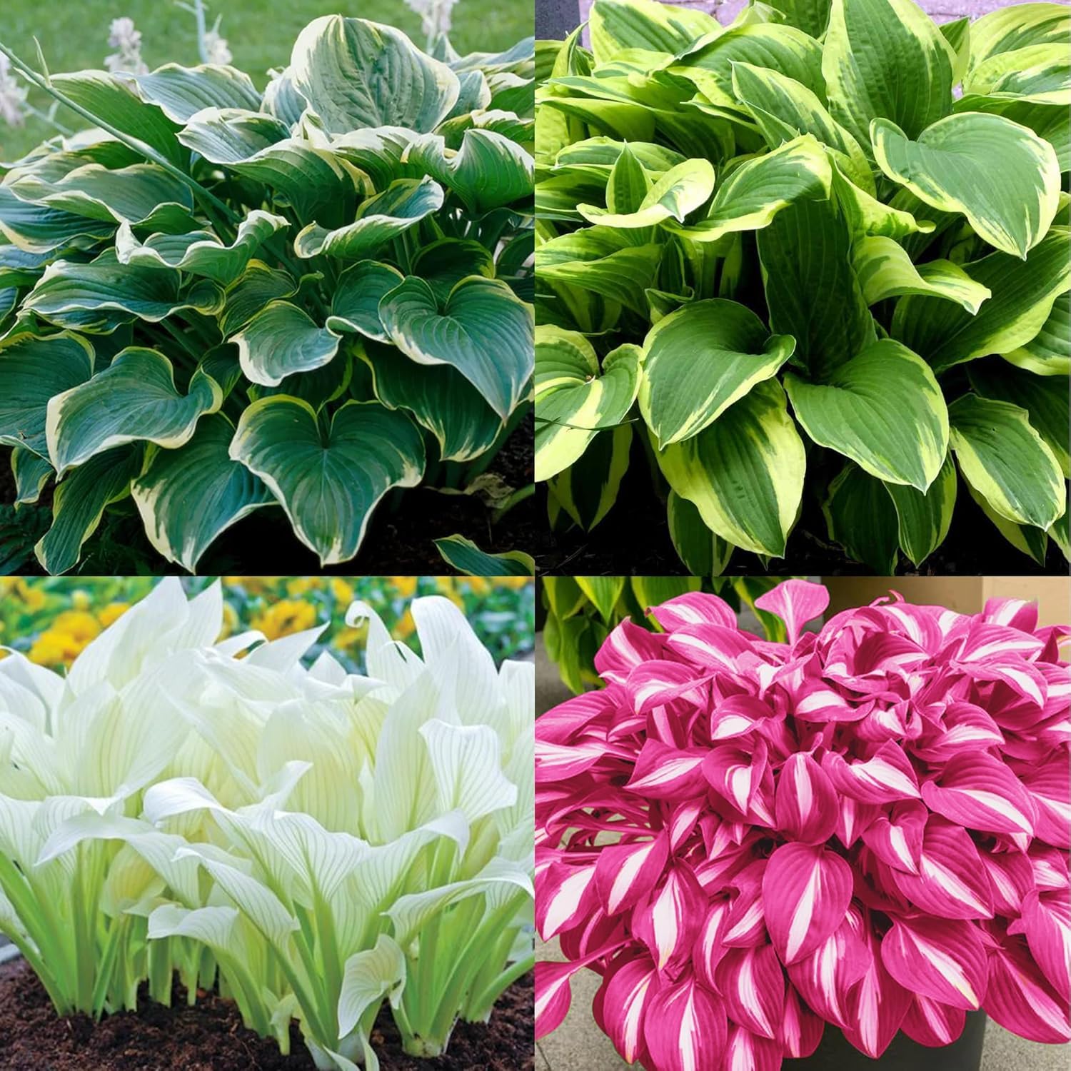 BuggyBeds Hosta leaves mature into distinctive patterns in shade clumps.