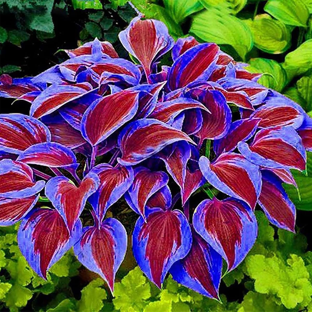 BuggyBeds hosta leaves showcase varied patterns and textures for shaded garden borders.