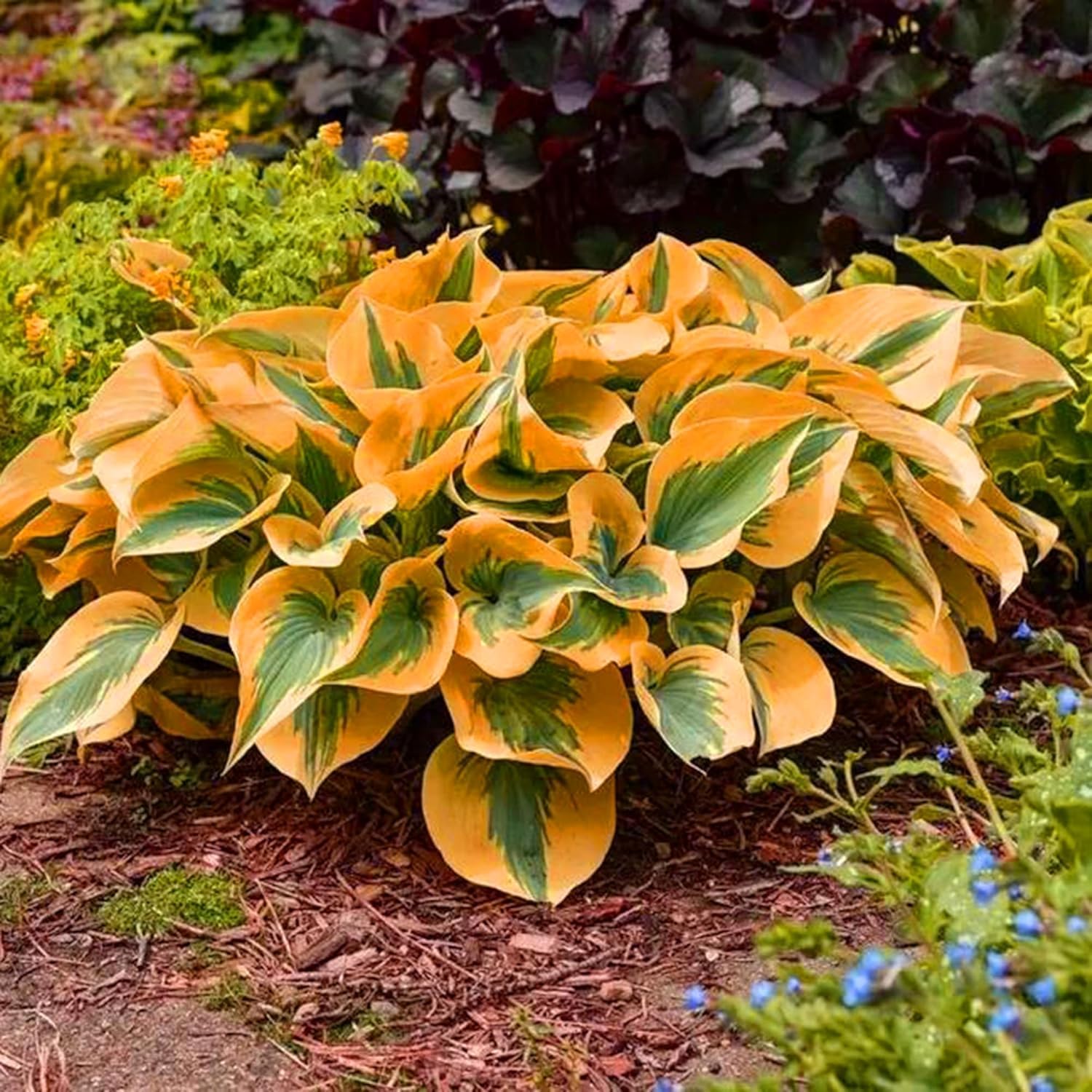BuggyBeds Hosta seeds planted in a shade bed for lush ground cover.