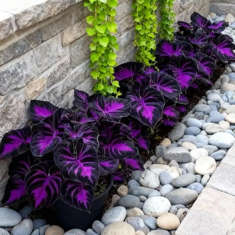 BuggyBeds Hosta seed packet ready for indoor or outdoor sowing.
