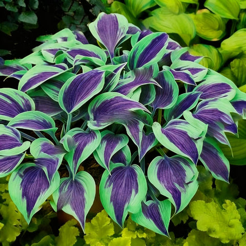 BuggyBeds hosta seedlings emerge easily, delivering fresh foliage in shade-conditions.