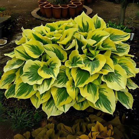 BuggyBeds 850pcs premium hosta seeds promoting high germination