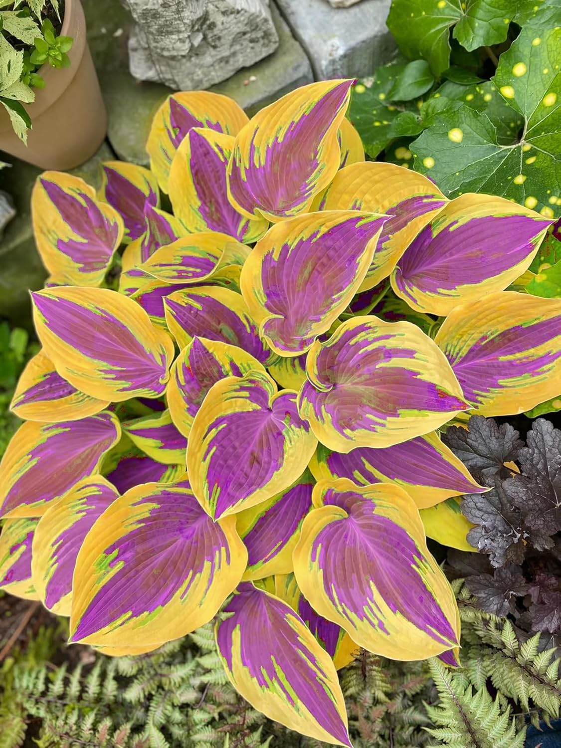 BuggyBeds Hosta seeds ready for container planting on patios