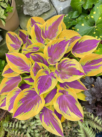 BuggyBeds Hosta seeds ready for container planting on patios