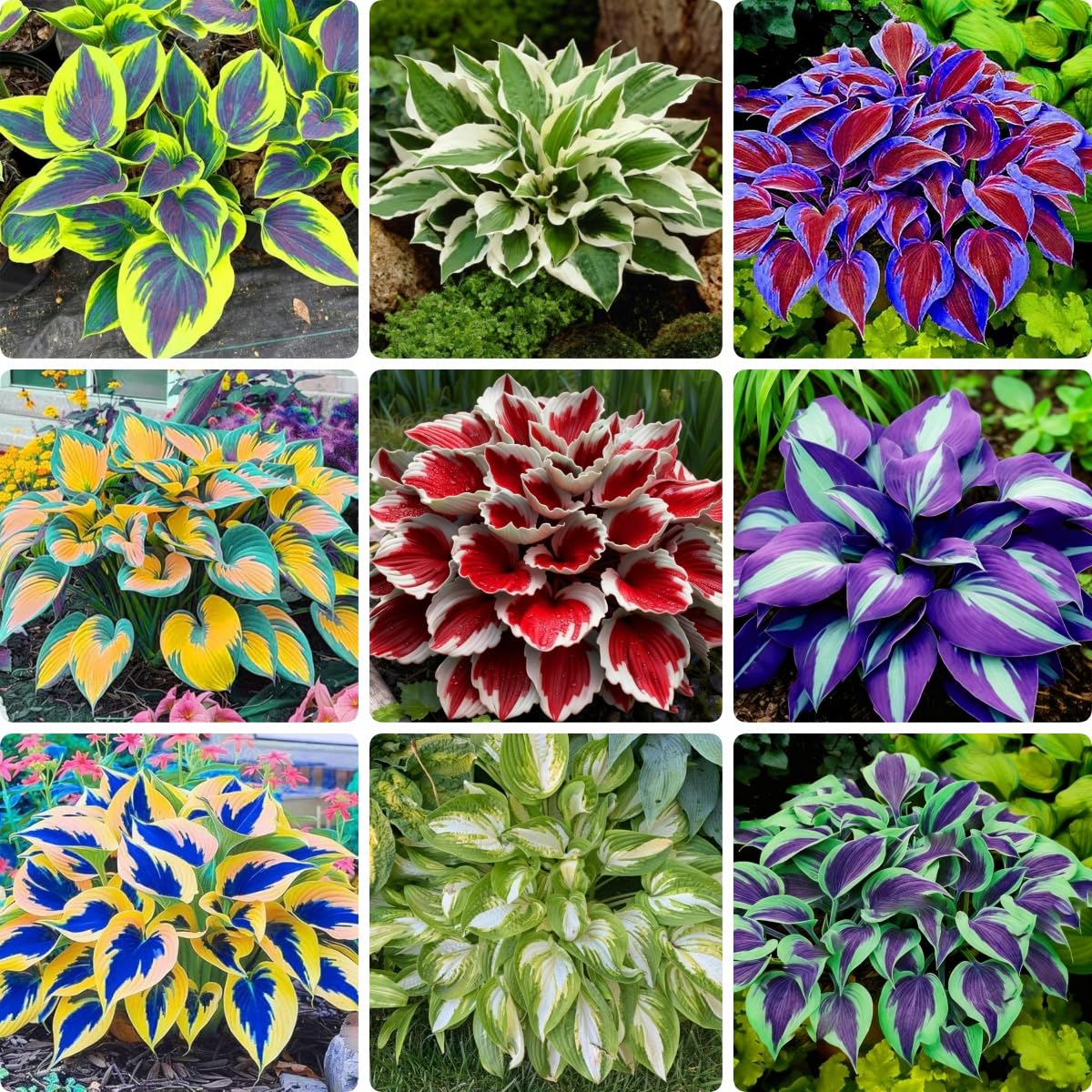 BuggyBeds Hosta seeds mix 100-pack close-up of diverse leaves for shade borders.