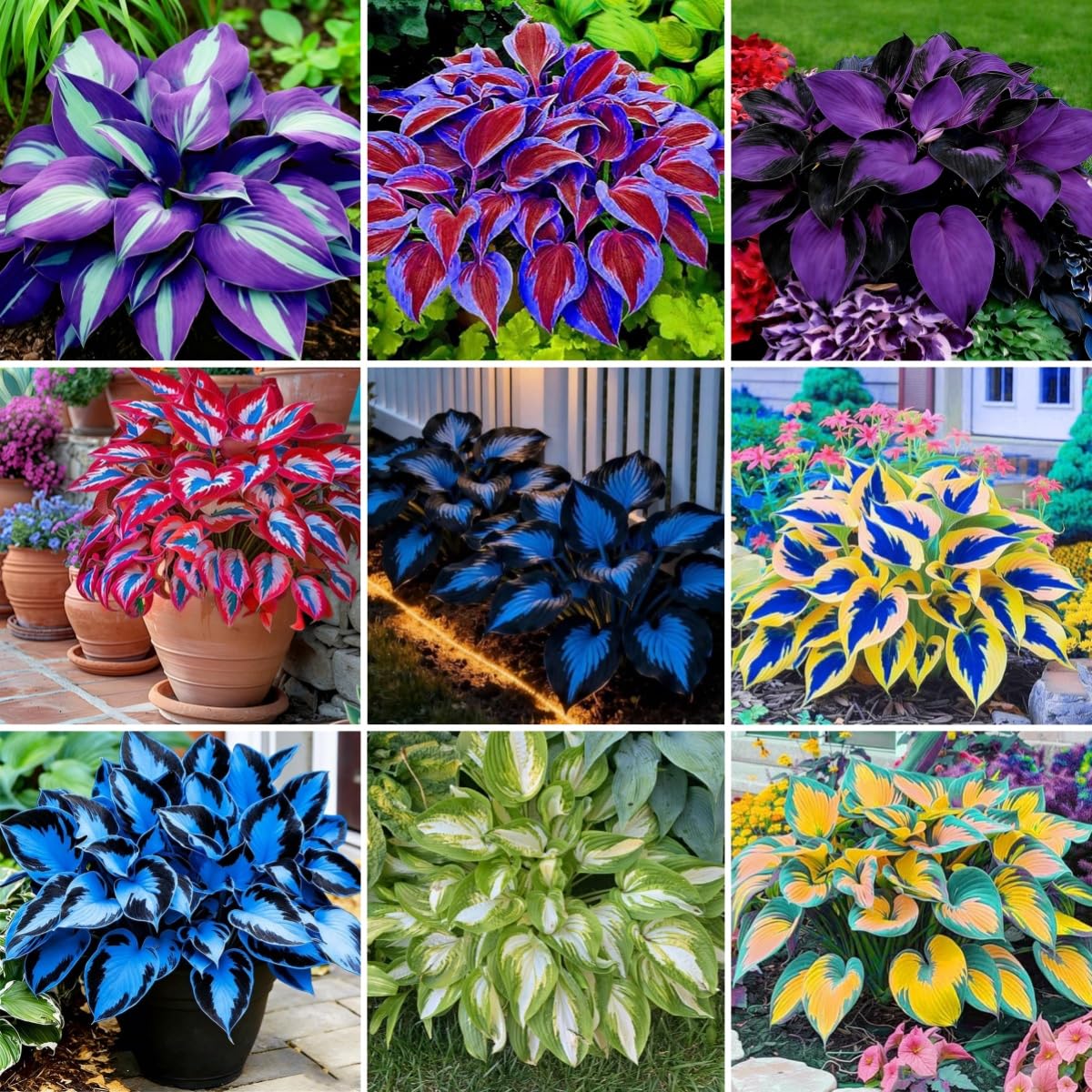 BuggyBeds Hosta seeds packaging for shade lovers, ideal for starting a versatile ground cover.