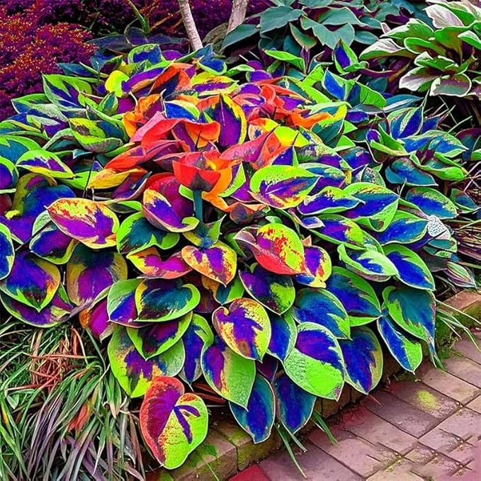 BuggyBeds Hosta seeds packet for shade-friendly gardens and decorative foliage.