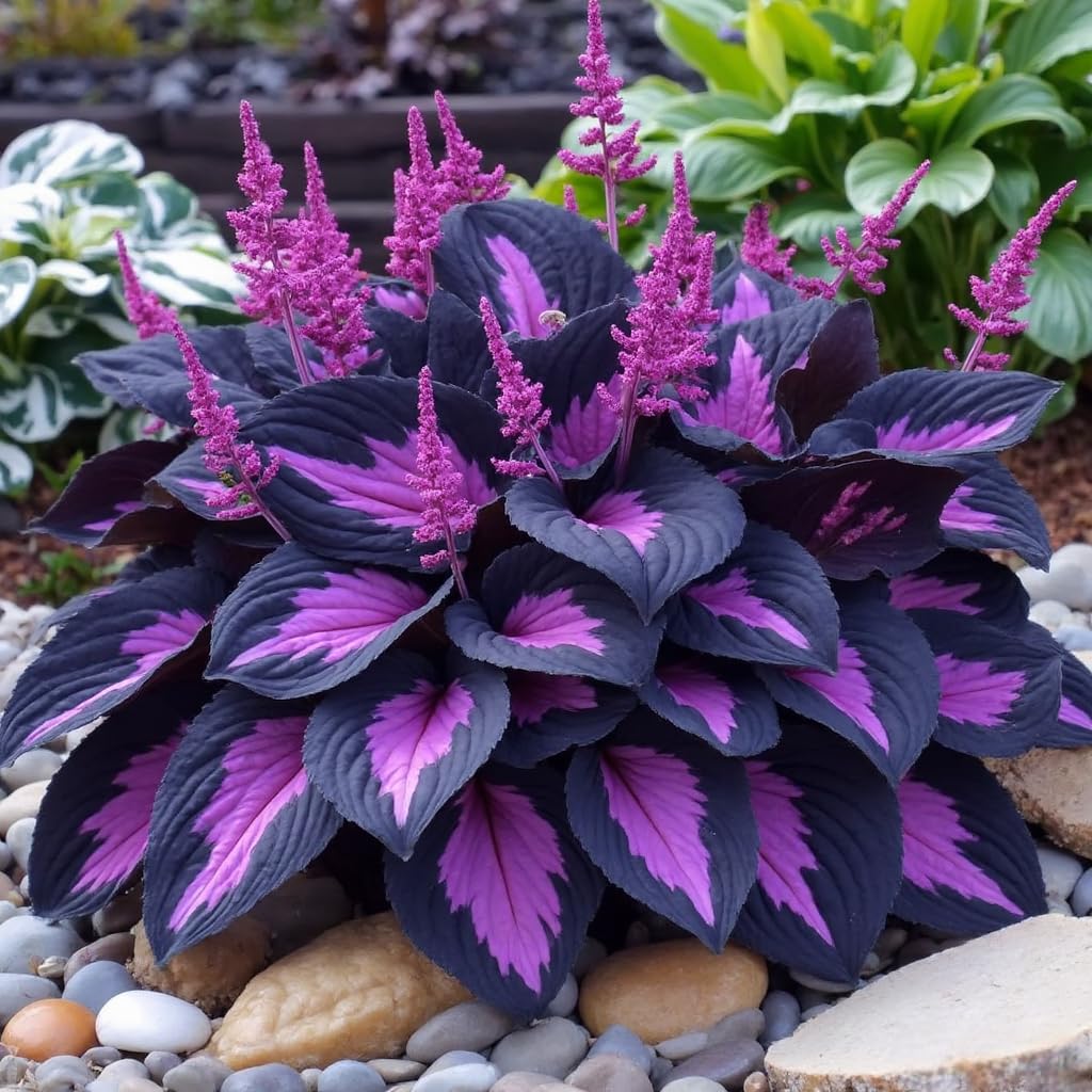 BuggyBeds Hosta seeds establish in a perennial bed over time