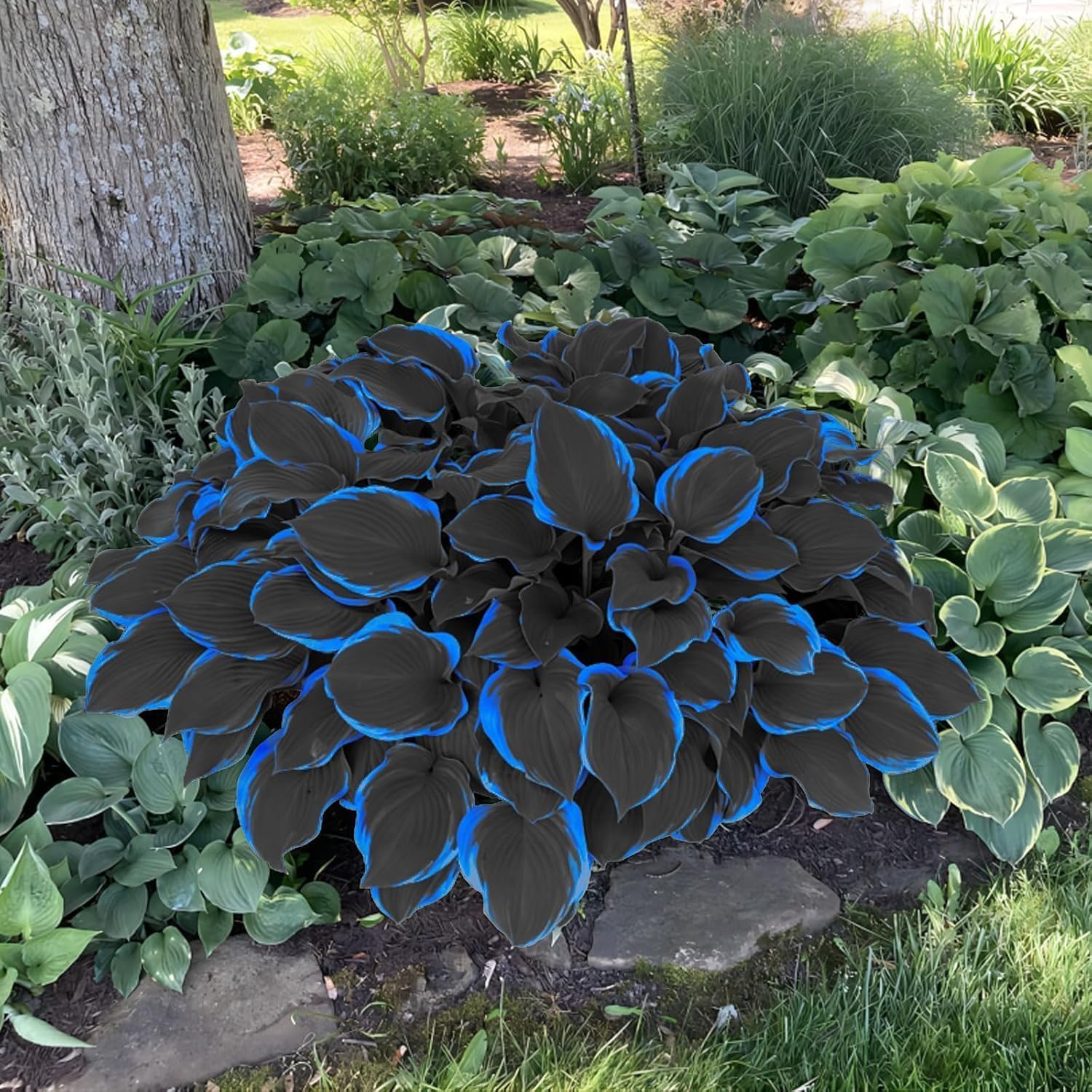 BuggyBeds Hosta seeds in pot show versatile shade garden appeal.