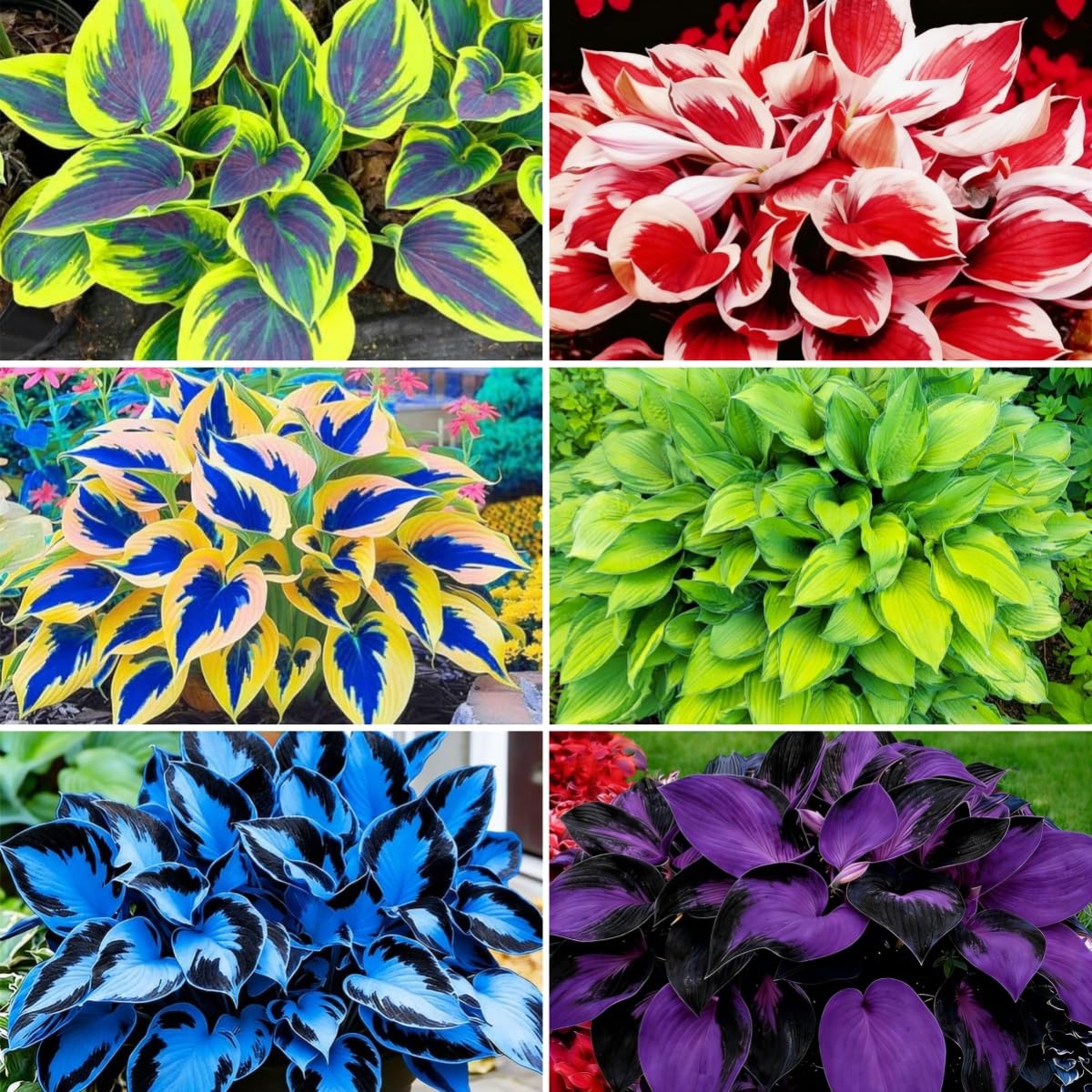 BuggyBeds hosta seeds seed packet for shade planting