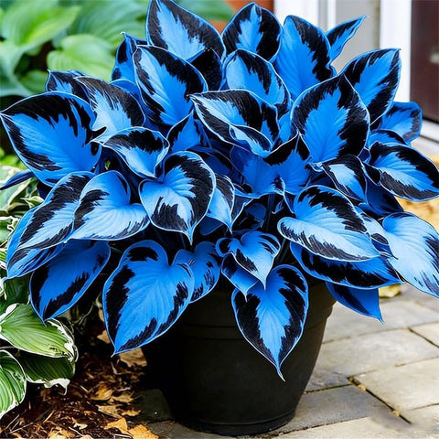 BuggyBeds hosta seeds ideal for shaded patio garden use