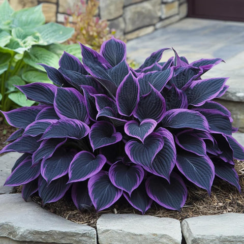 BuggyBeds Hosta seeds highlight foliage in a shaded border planting