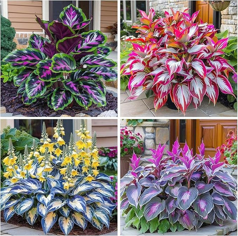 BuggyBeds Hosta in a shade garden display showing lush foliage texture.