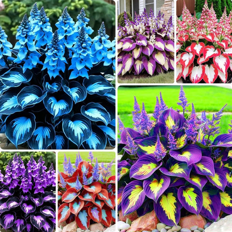 BuggyBeds Hosta shade seeds front view pack for lush low-light borders