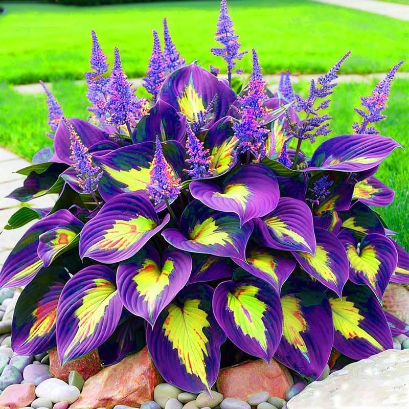 BuggyBeds Hosta shade seeds container garden ready for pots
