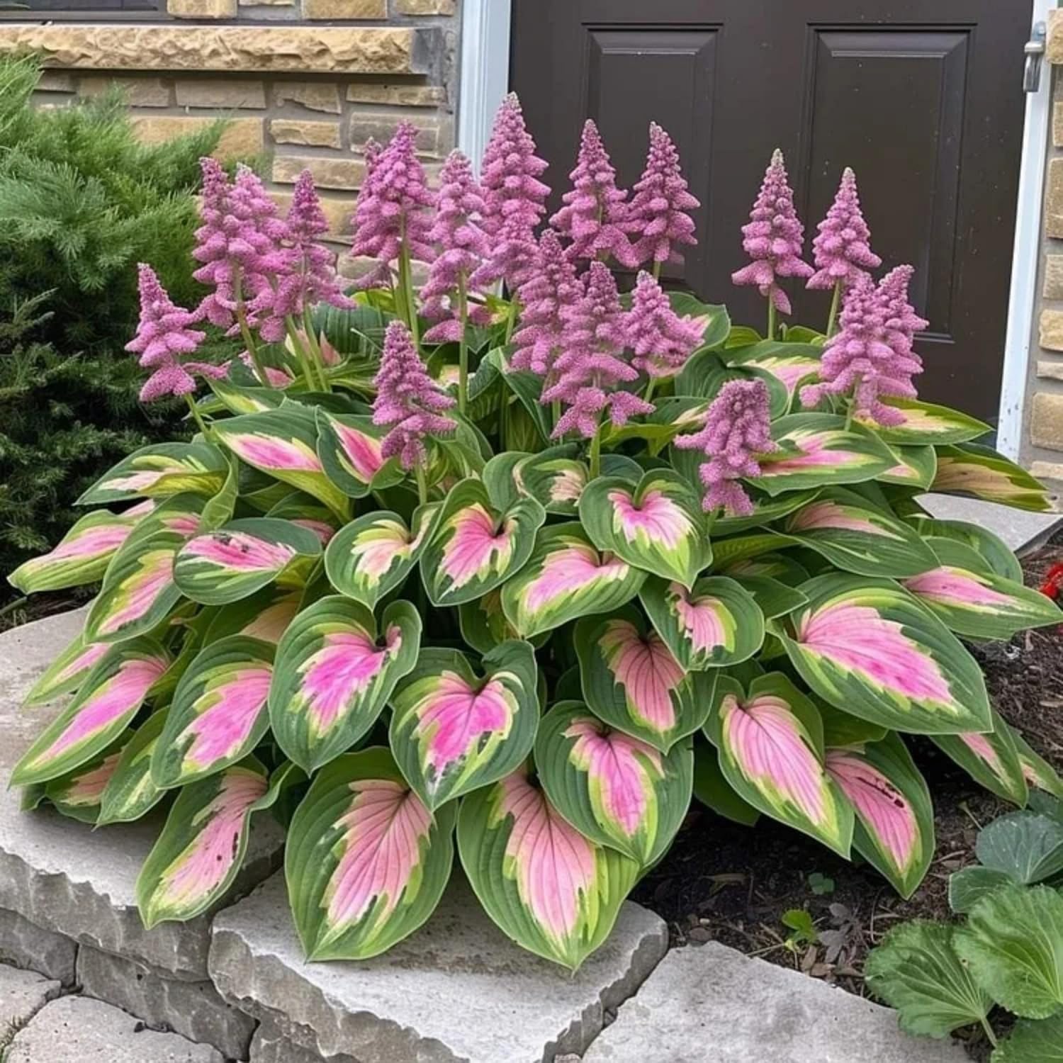 BuggyBeds Hosta shade seeds garden design with border ideas for natural spaces