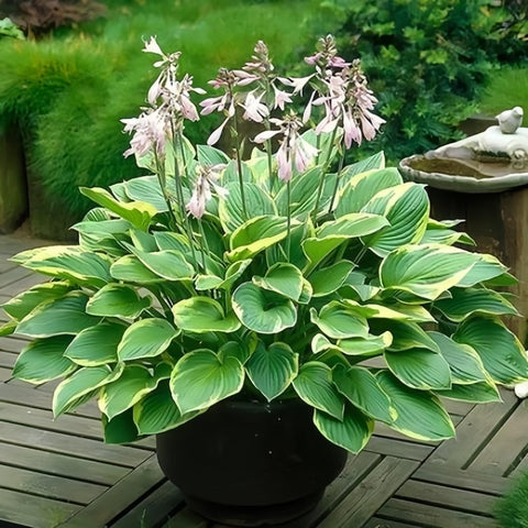 BuggyBeds Hosta shade seeds landscape plan demonstrates versatile borders and focal features