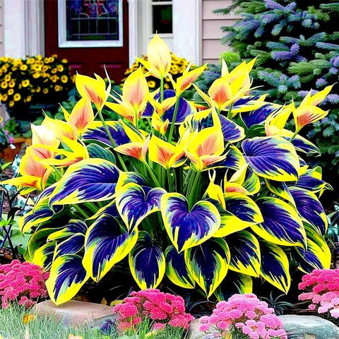 BuggyBeds Hosta ideal for borders in shaded gardens year after year.