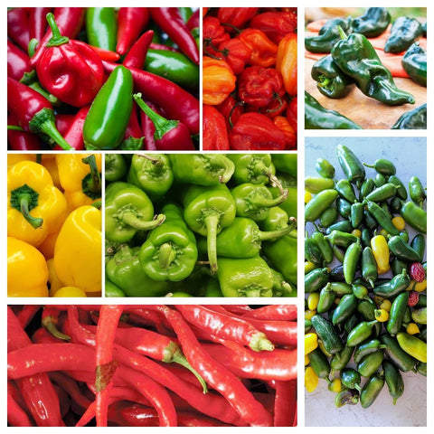 BuggyBeds hot and sweet pepper collection pack displaying a vibrant mix for fresh harvests.
