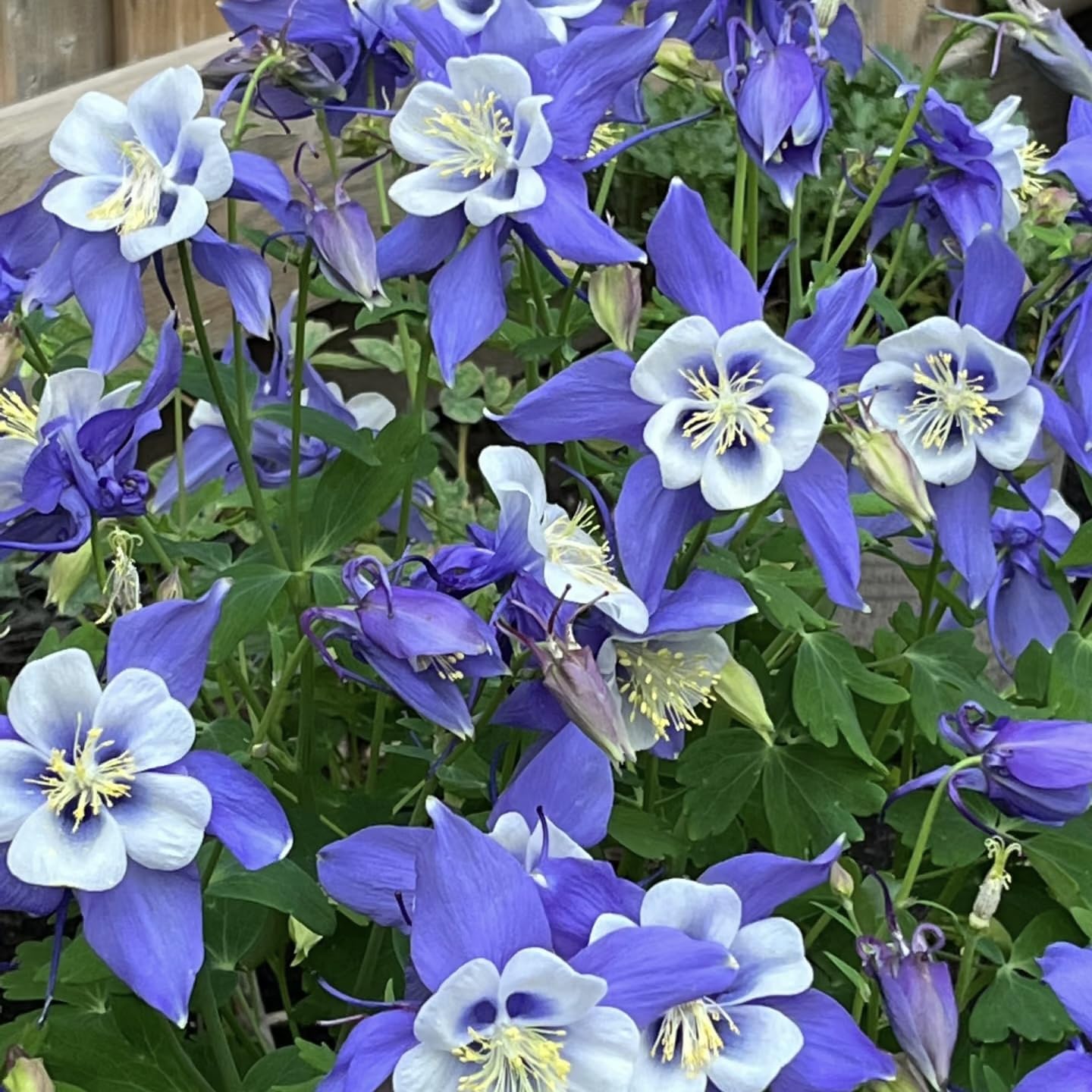 BuggyBeds hummingbird-friendly columbine attracting wildlife in outdoor spaces.