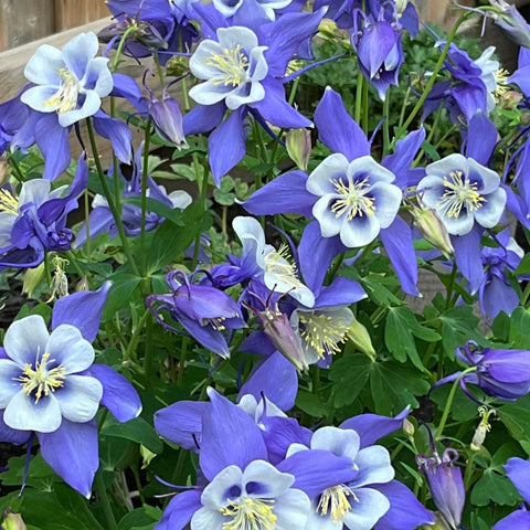 BuggyBeds hummingbird-friendly columbine attracting wildlife in outdoor spaces.