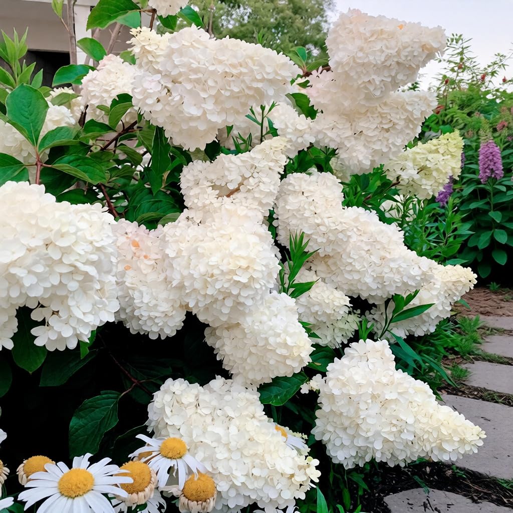 BuggyBeds hydrangea seeds blue-pink-red-white collection close-up blooms for landscape color.