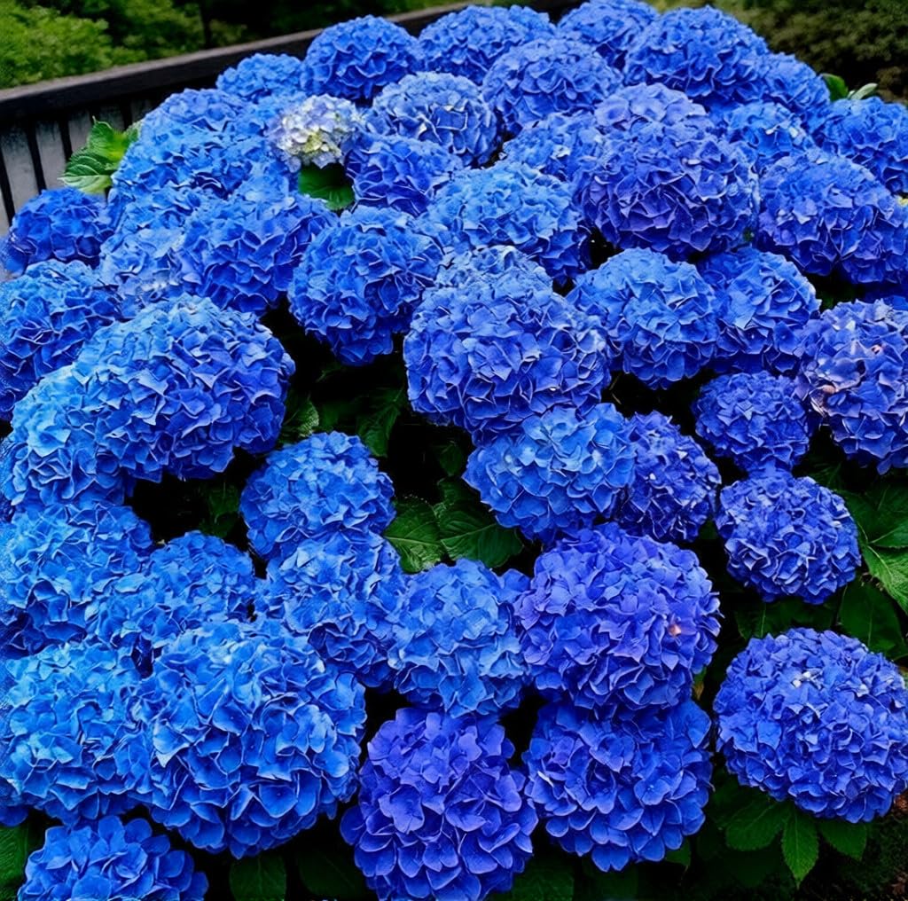 BuggyBeds hydrangea seeds garden-border display for defined color blocks.