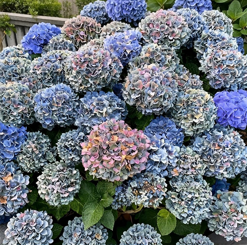 BuggyBeds hydrangea seeds hardy mix suited for diverse climates and seasons.