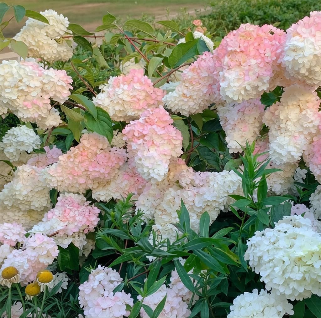 BuggyBeds hydrangea seeds heirloom non-GMO mix for garden longevity.