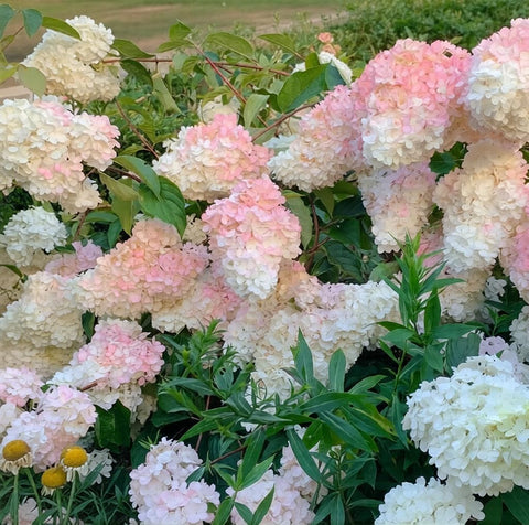 BuggyBeds hydrangea seeds heirloom non-GMO mix for garden longevity.