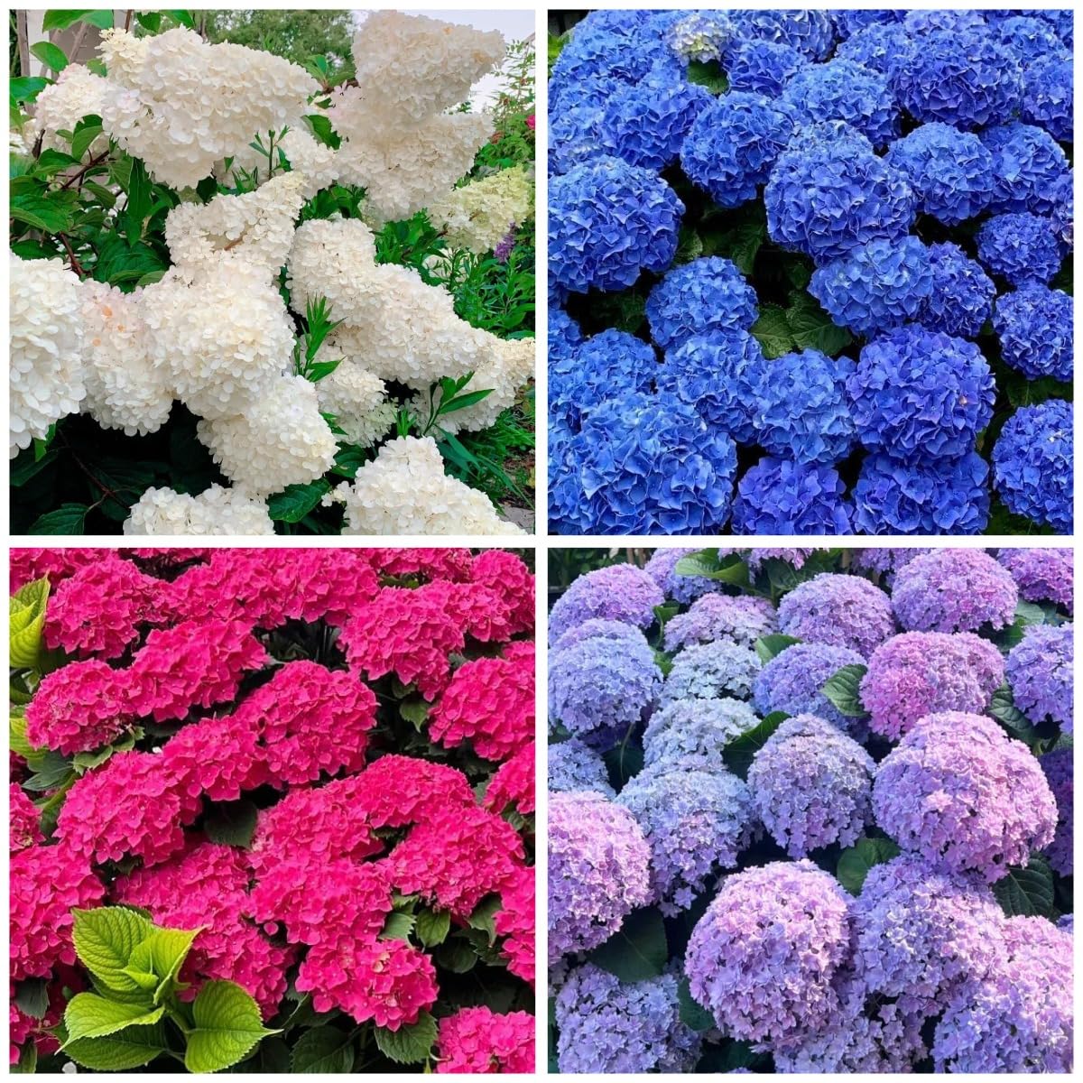BuggyBeds hydrangea seeds mixed-color pack shot for vibrant garden color.