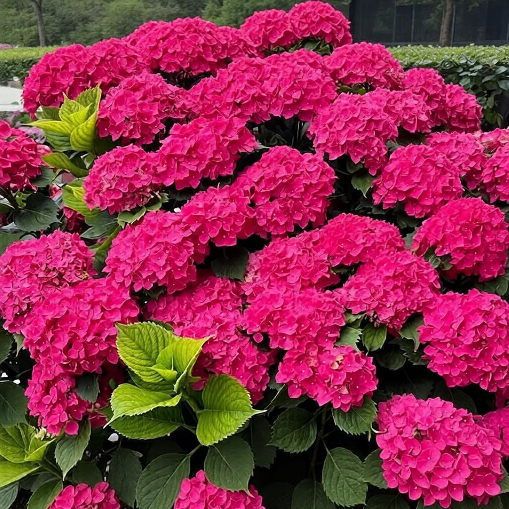 BuggyBeds hydrangea seeds pots-container display for patio charm.
