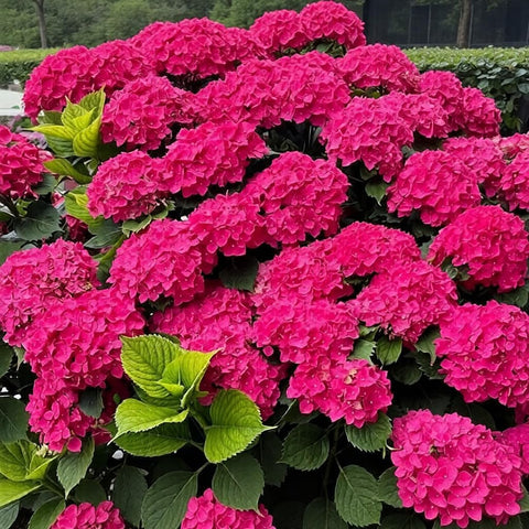 BuggyBeds hydrangea seeds pots-container display for patio charm.