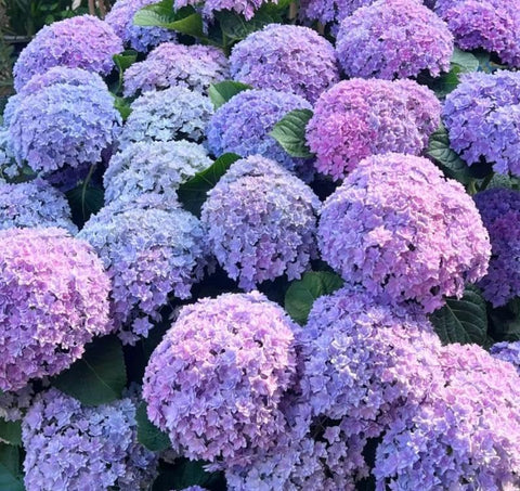 BuggyBeds hydrangea seeds wedding decor ideas for elegant seasonal color.