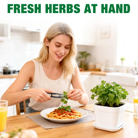 BuggyBeds indoor herb garden on a window sill provides fresh herbs