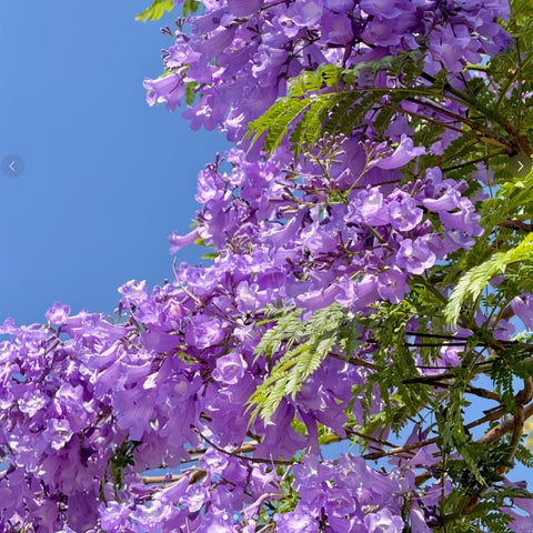 BuggyBeds jacaranda blue flower clusters in bloom.