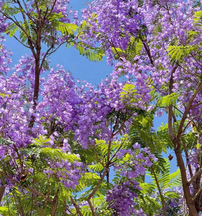 BuggyBeds jacaranda seedling emerges with tender leaves.